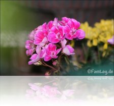 blume1.jpg