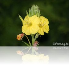 blume2.jpg
