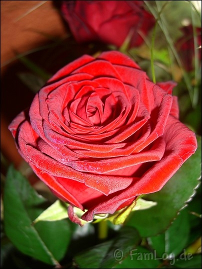 Rose in voller Blüte