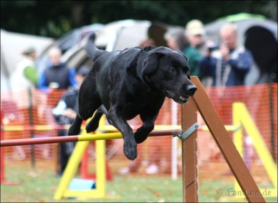 agility-offenthal-09-01