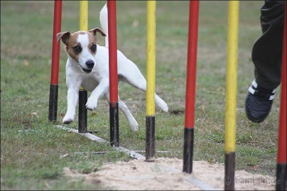 agility-offenthal-09-07