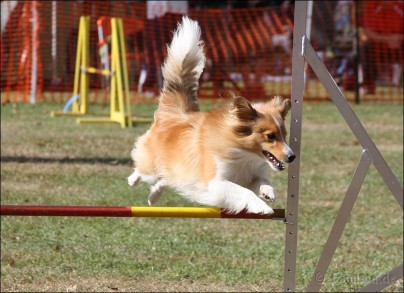 agility-offenthal-09-11