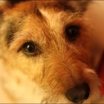 luca