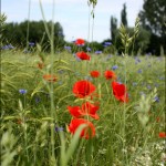 juni2010