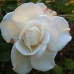 Test-Rose