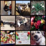 Week-in-PIX-2013 #10