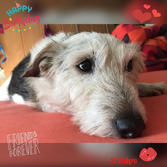 12 Jahre Schnuppibär ️ #Luca #Geburtstag #12jahre #russellmix #jackrussell #terriergram #dogstagram #birthday #dog #birthsdaydog #habdichlieb